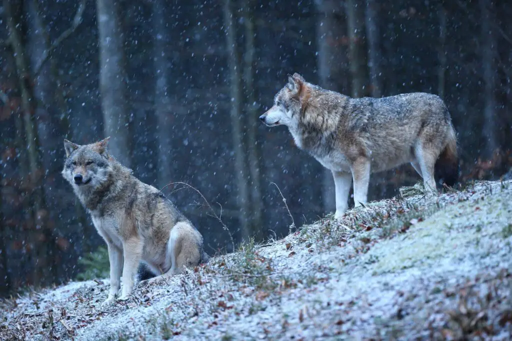 two eurasian white wolves