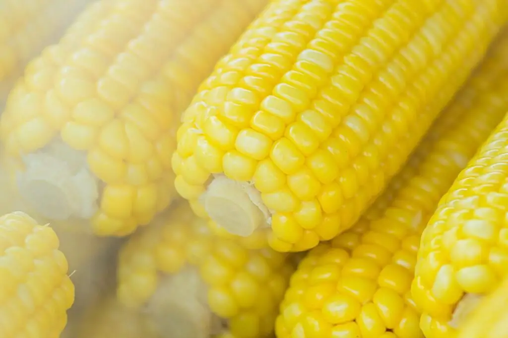 pile of corn